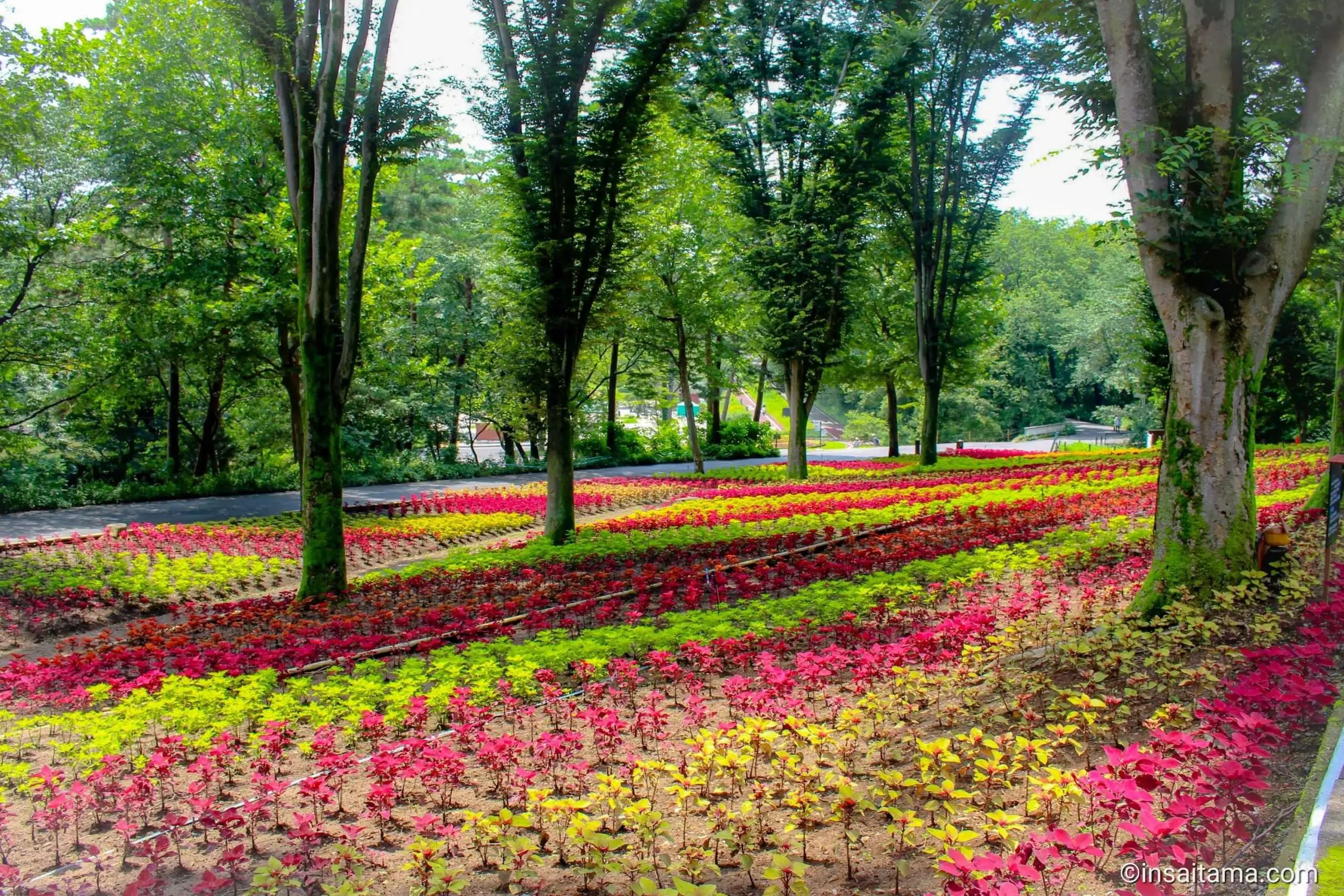 🌳 사이타마현 현민건강복지촌 이미지 8